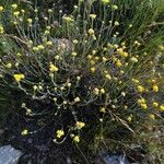 Helichrysum saxatile Hábito