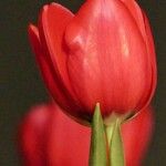 Tulipa agenensis Flower