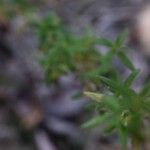 Micromeria graeca Leaf