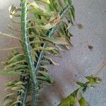 Euphorbia tithymaloides Leaf