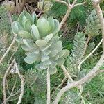 Senecio decaryi Hoja