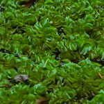 Salvinia molesta Leaf