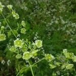 Silene baccifera Žiedas