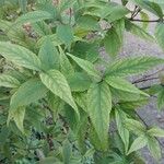 Callicarpa dichotoma Yaprak