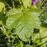Malva setigera Leaf