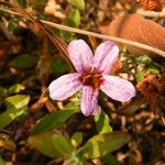 Strobilanthopsis linifolia Flower