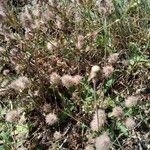 Trifolium arvense Leaf