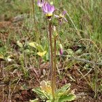 Primula clevelandii Агульны выгляд