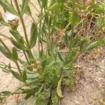 Centaurium littorale Leaf