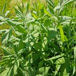 Verbesina helianthoides Leaf