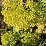 Crithmum maritimumبرگ