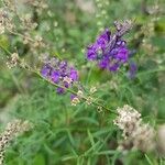 Linaria purpureaBlomst