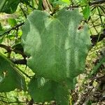 Cissus rotundifolia Lehti