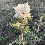 Argemone pleiacantha Blüte