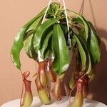 Nepenthes spp. Flower