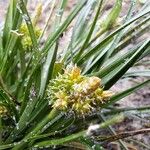 Carex divisa फूल