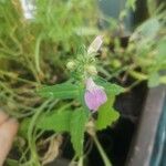 Collinsia bartsiifolia Λουλούδι