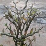 Euphorbia tithymaloides Fulla