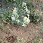 Astragalus racemosus ফুল