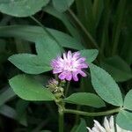 Trifolium resupinatum Lorea
