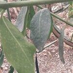 Acokanthera oppositifolia Leaf