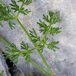 Dethawia splendens Leaf