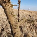 Vachellia drepanolobium кора