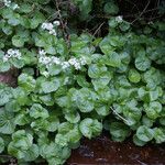 Cardamine asarifolia 整株植物