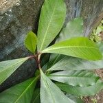 Ficus cyathistipula Fulla