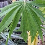 Jatropha multifida Leaf