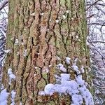 Abies grandis Écorce