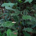 Lasianthus batangensis Habit