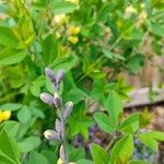 Baptisia sphaerocarpa Gyümölcs