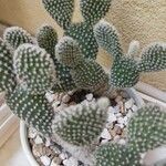 Opuntia microdasys Folha