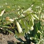 Ornithogalum candicans Hábito
