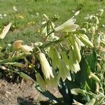 Ornithogalum candicans Характер