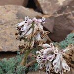 Corydalis fedtschenkoana Flower