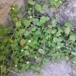 Veronica cymbalaria Plante entière