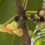 Mammea americana Fruit