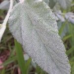 Waltheria indica Blatt