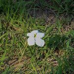 Cycnium tubulosum Flower