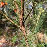 Pultenaea stipularis Bark