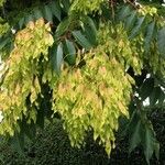 Ailanthus altissima Fruto