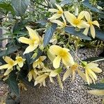 Begonia boliviensis Flower