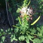 Cleome dodecandra Flor