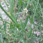 Oenothera lindheimeri ഇല