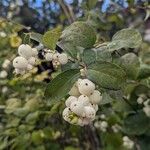 Symphoricarpos albusFruit