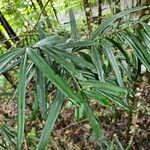 Podocarpus grayae برگ