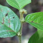 Antidesma laciniatum Лист
