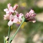 Asperula cynanchica Цветок